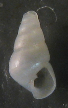 Odostomia